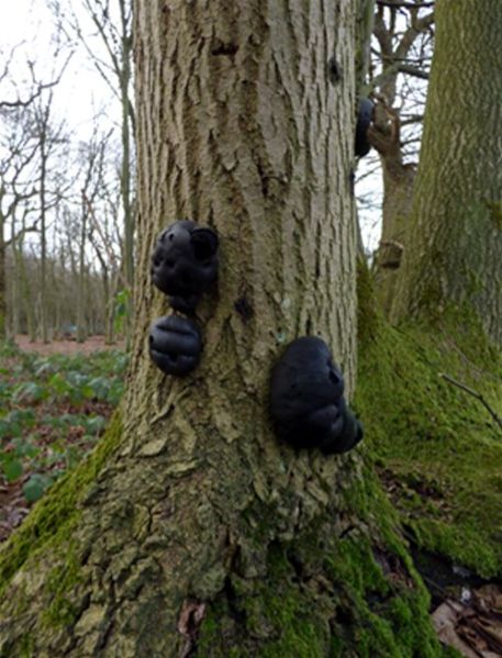 Numerous fruiting bodies on an ash stem in Gusted Hall Wood, Essex